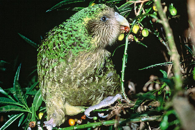 Kakapo_Trevor_feeding_on_poroporo_fruit