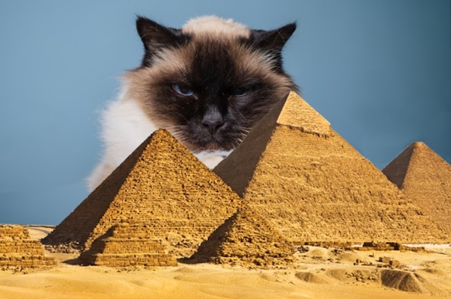Egypt-Cat-cover-1-0519